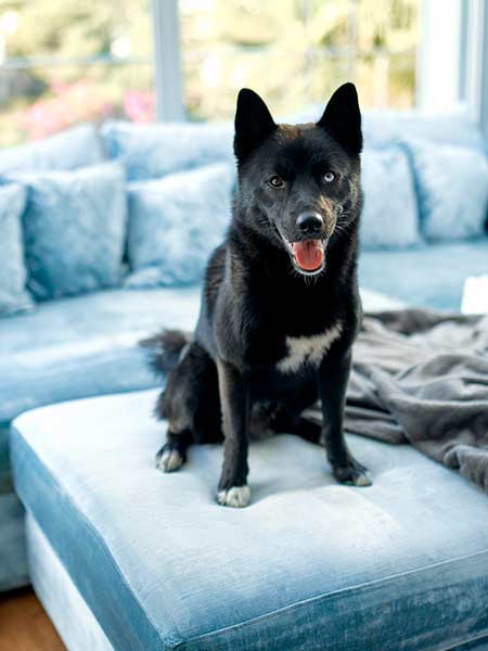 furniture cleaning pet odor or stain removal sofa loveseats